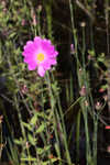 Bartram's rose gentian